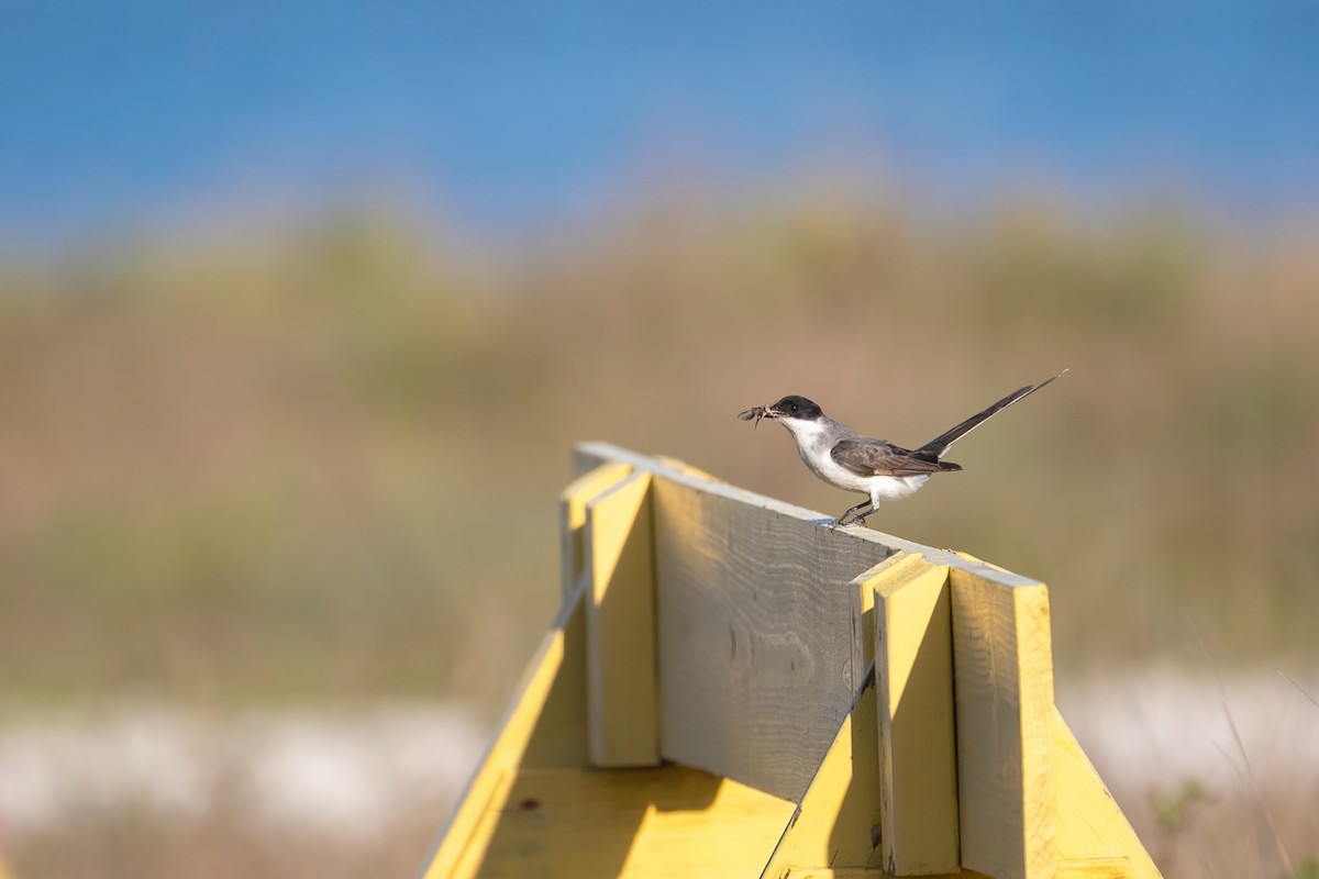 Fork-tailed Flycatcher - ML616926307