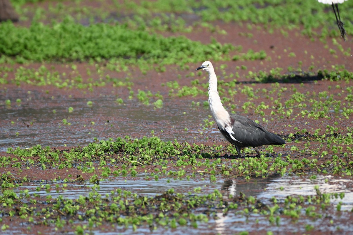 Garza Cuelliblanca - ML616926310