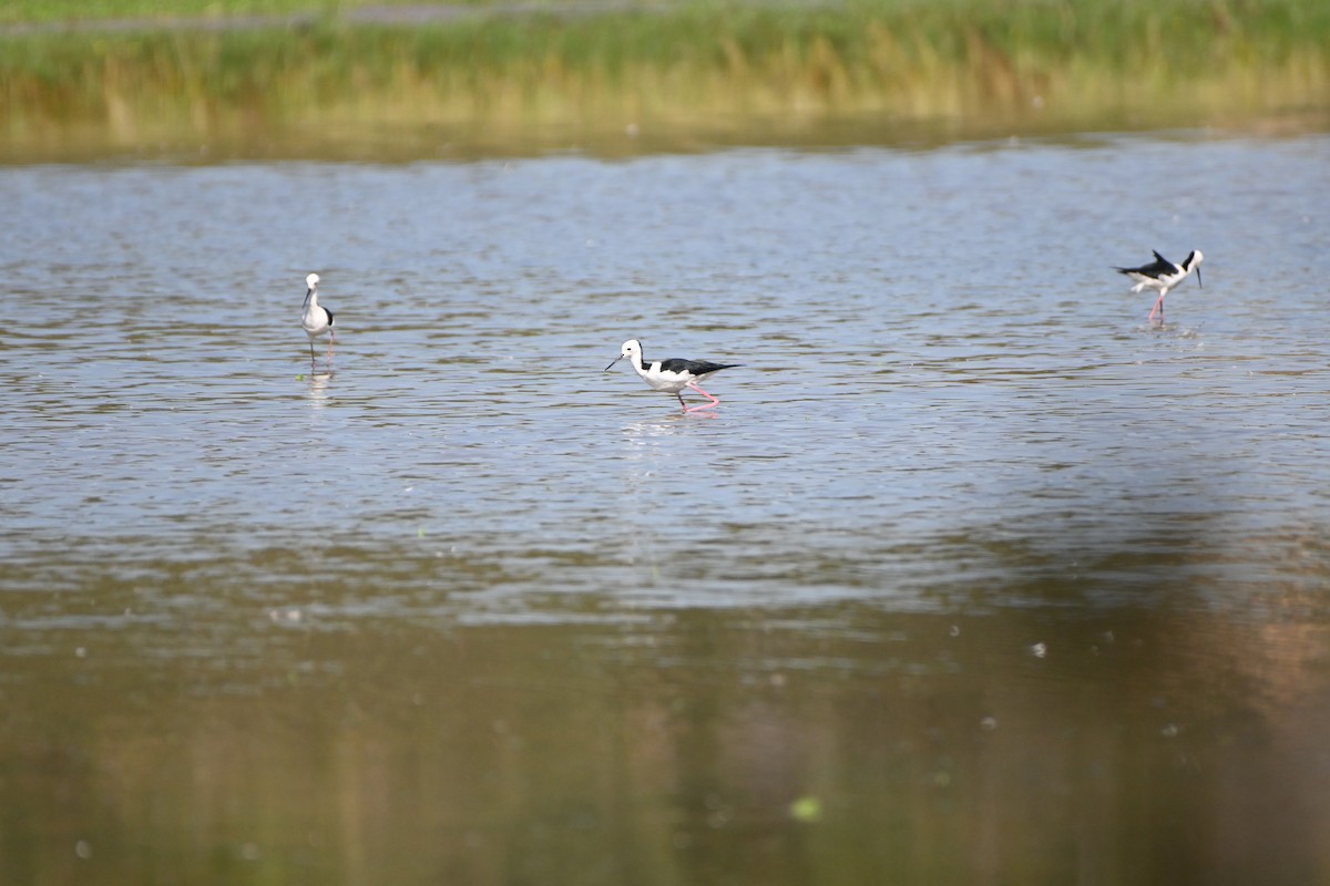 Pied Stilt - ML616926335