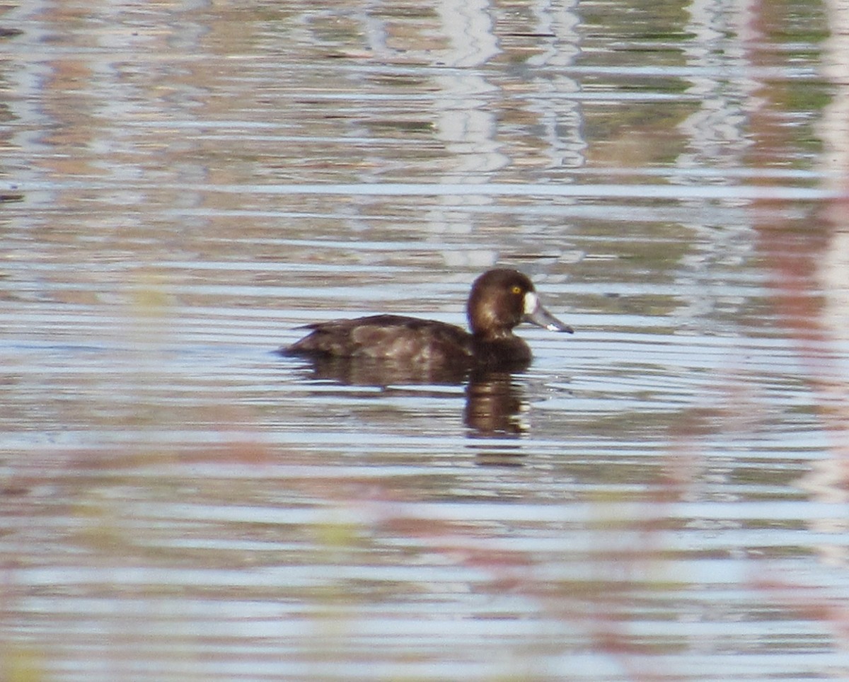 Greater Scaup - ML616926353