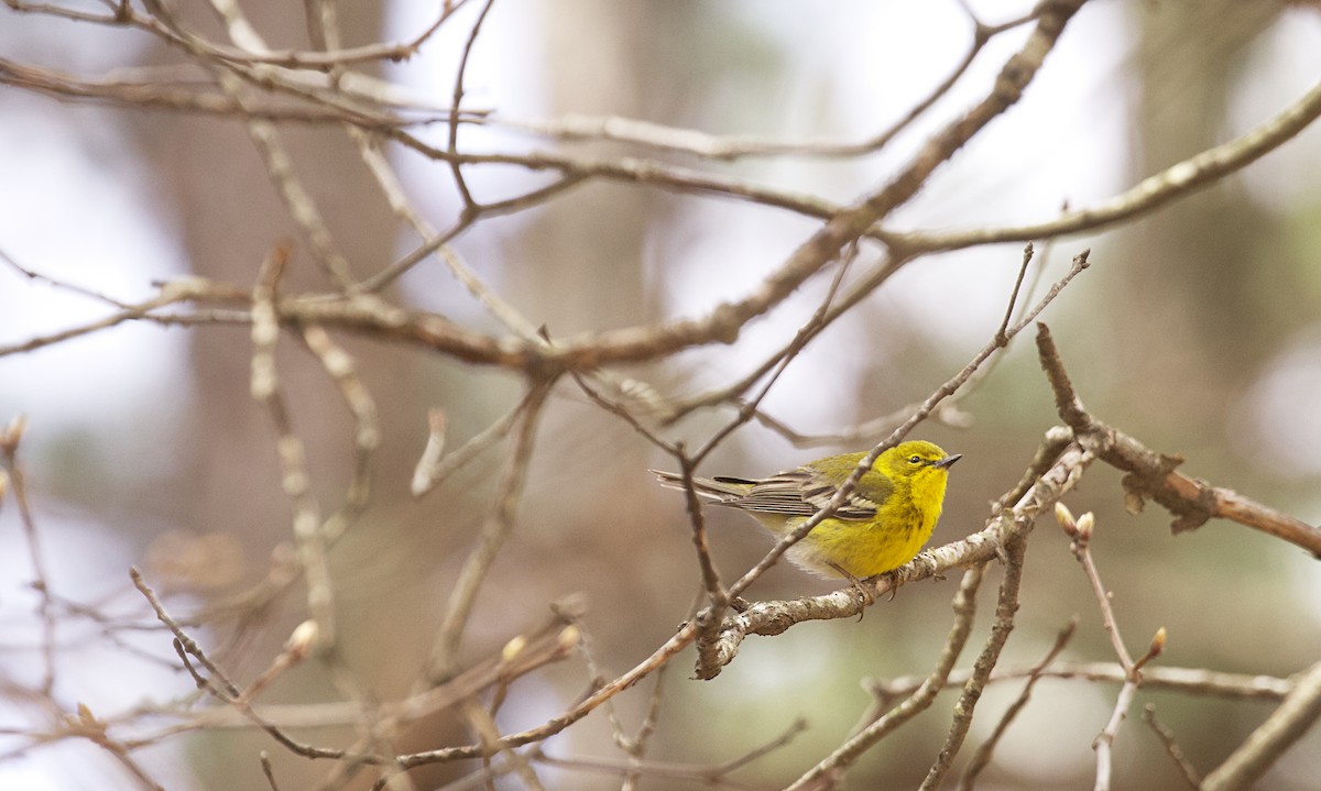 Pine Warbler - ML616926360