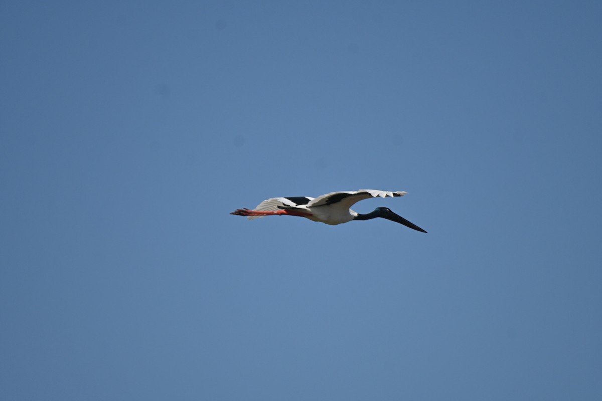 Black-necked Stork - Hitomi Ward