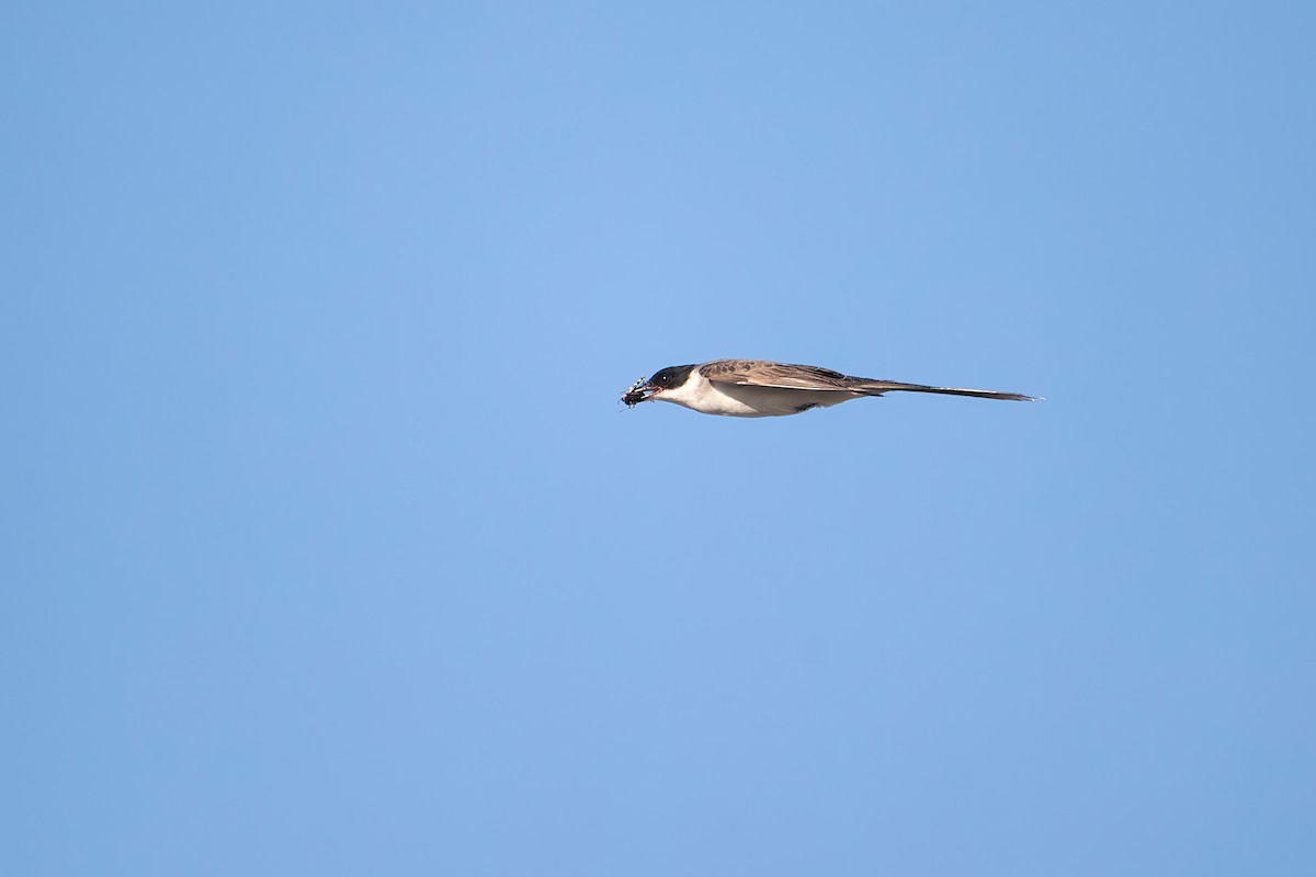Fork-tailed Flycatcher - ML616926368