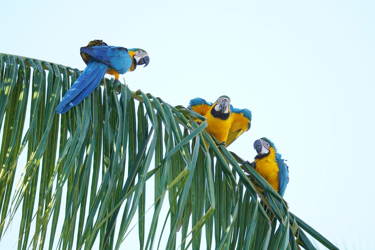 Blue-and-yellow Macaw - ML616926424