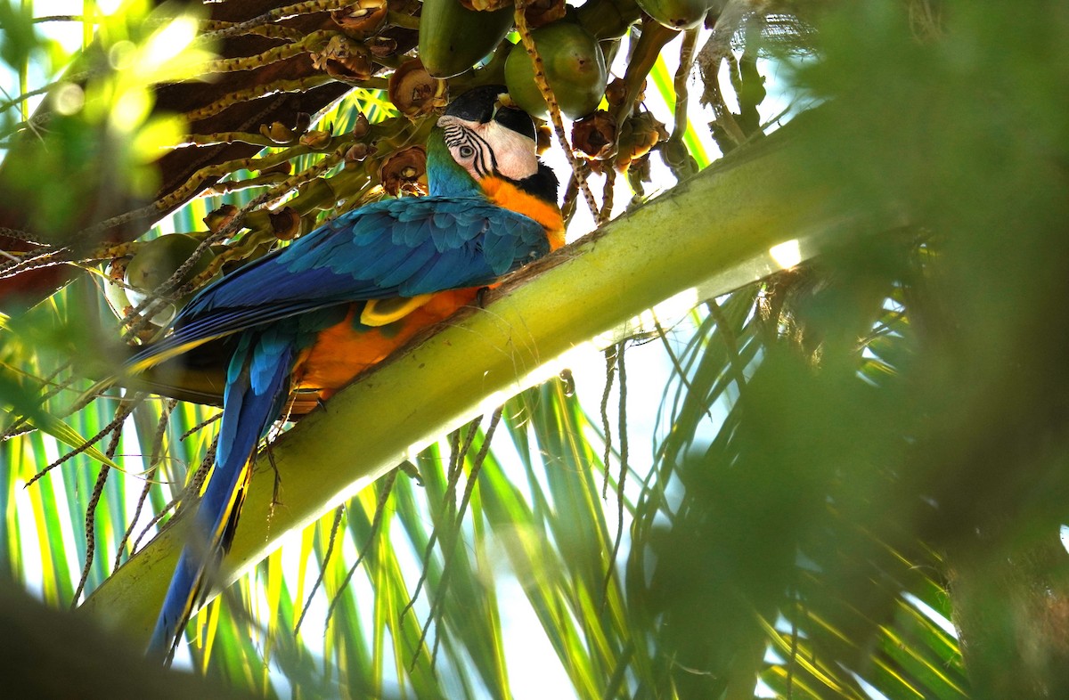 Blue-and-yellow Macaw - ML616926425