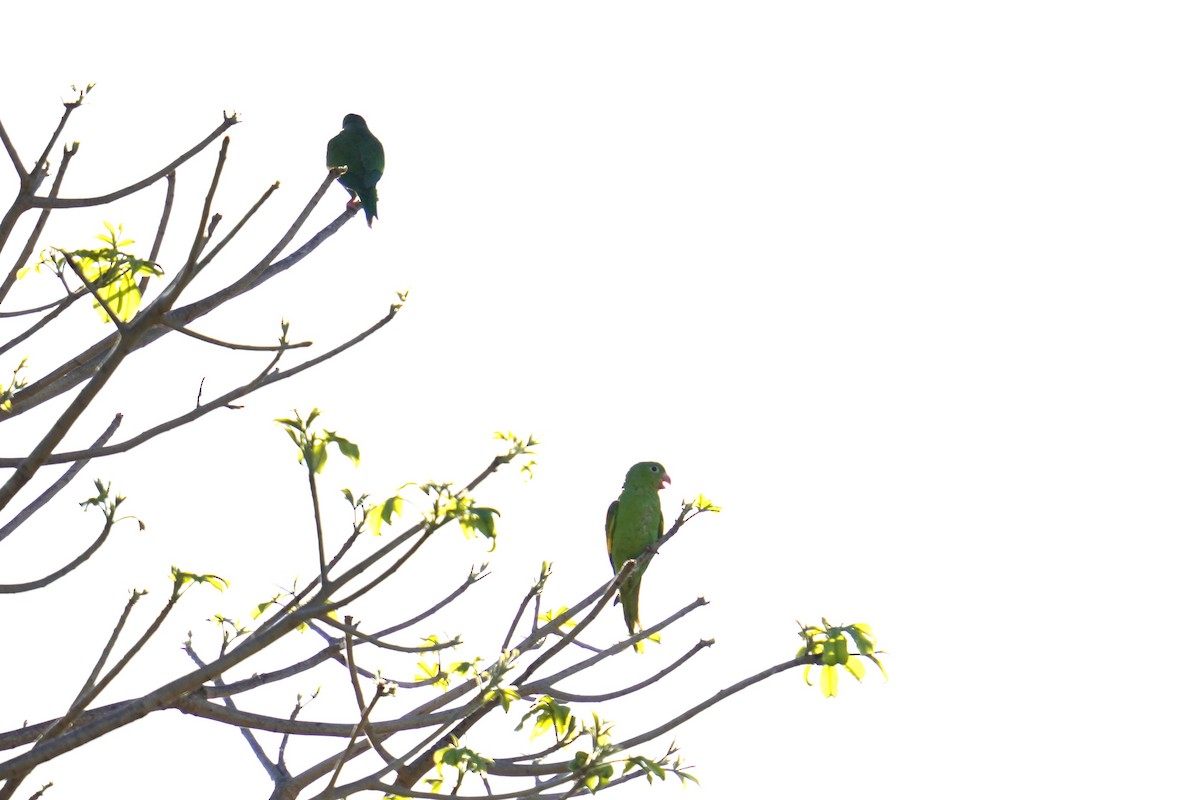 Yellow-chevroned Parakeet - ML616926432