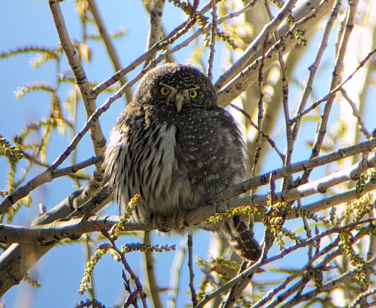 Northern Pygmy-Owl - ML616926478