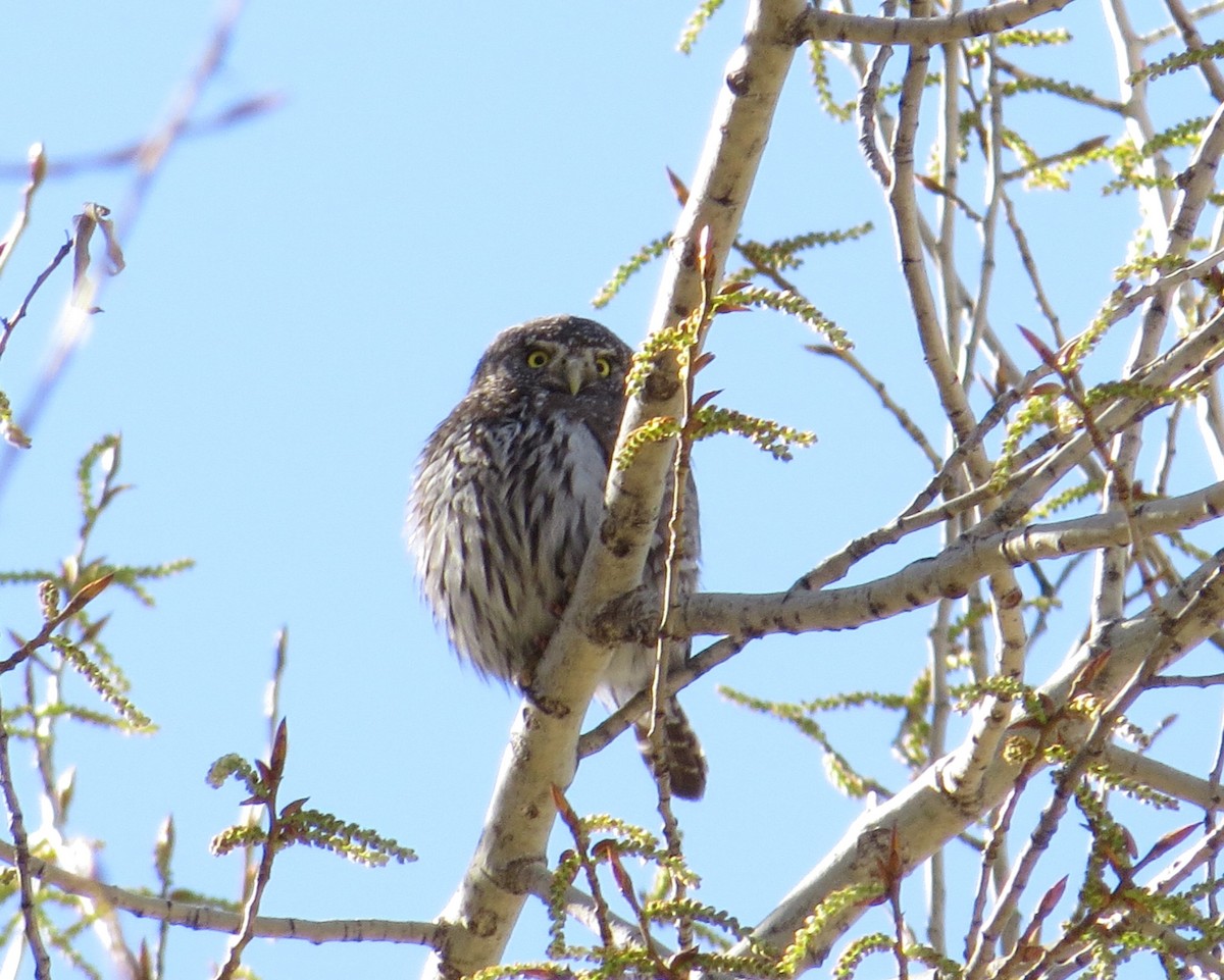 Northern Pygmy-Owl - Shaun Robson