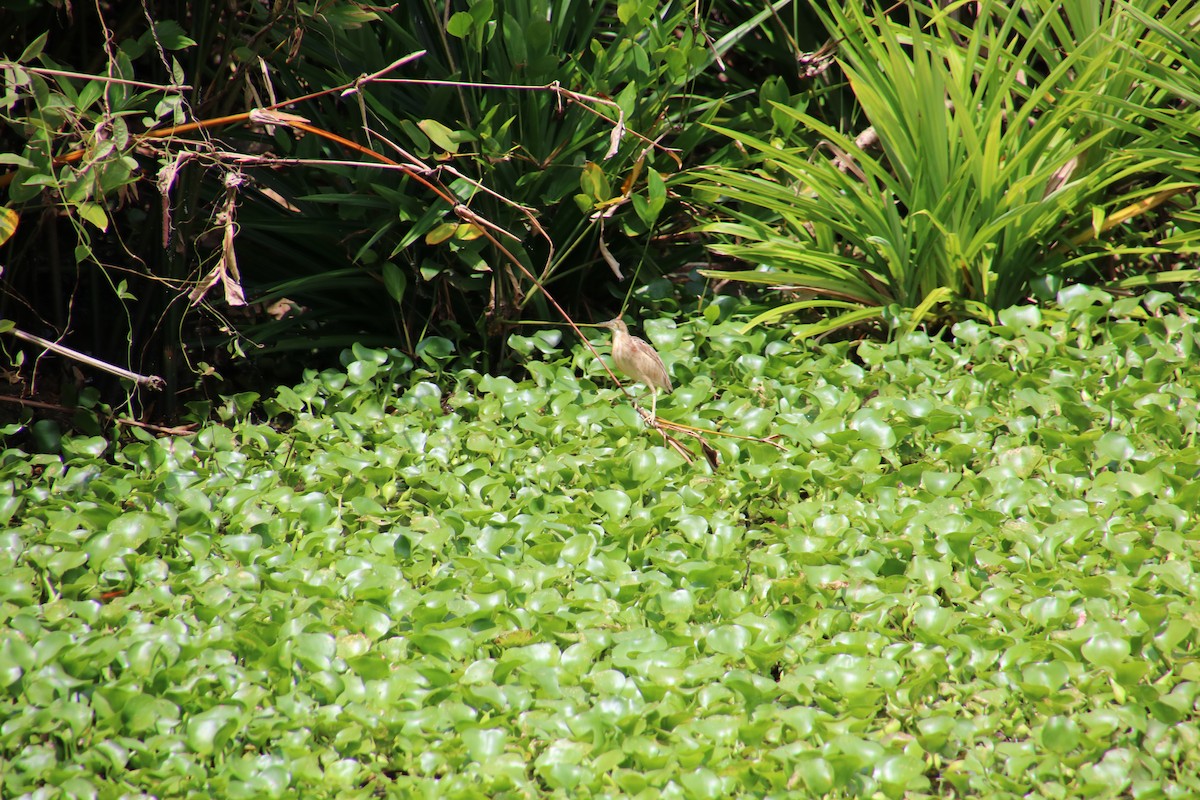 Yellow Bittern - ML616926493