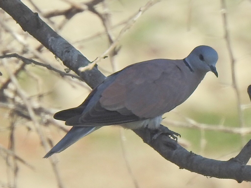 Red Collared-Dove - Angeline Mano M