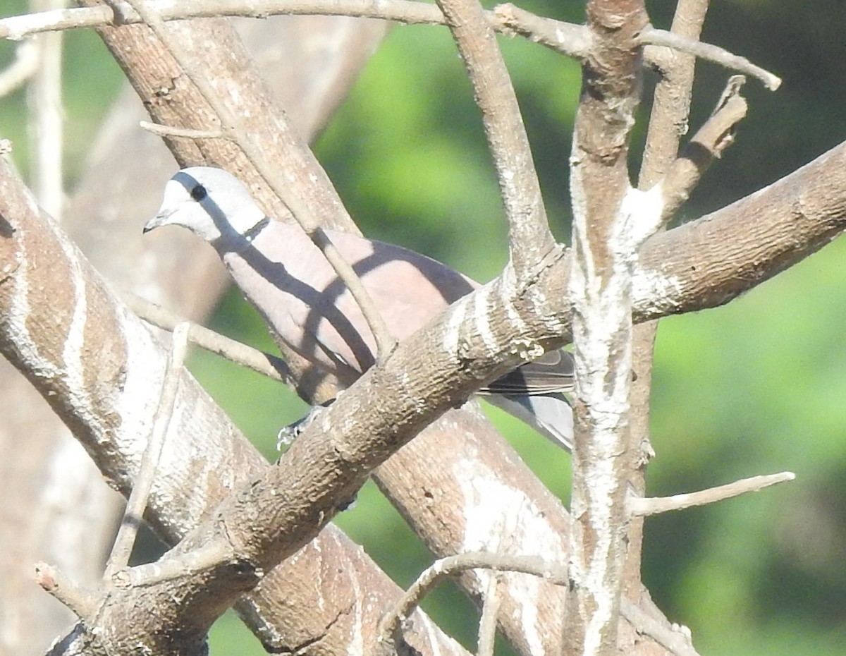 Red Collared-Dove - ML616926528