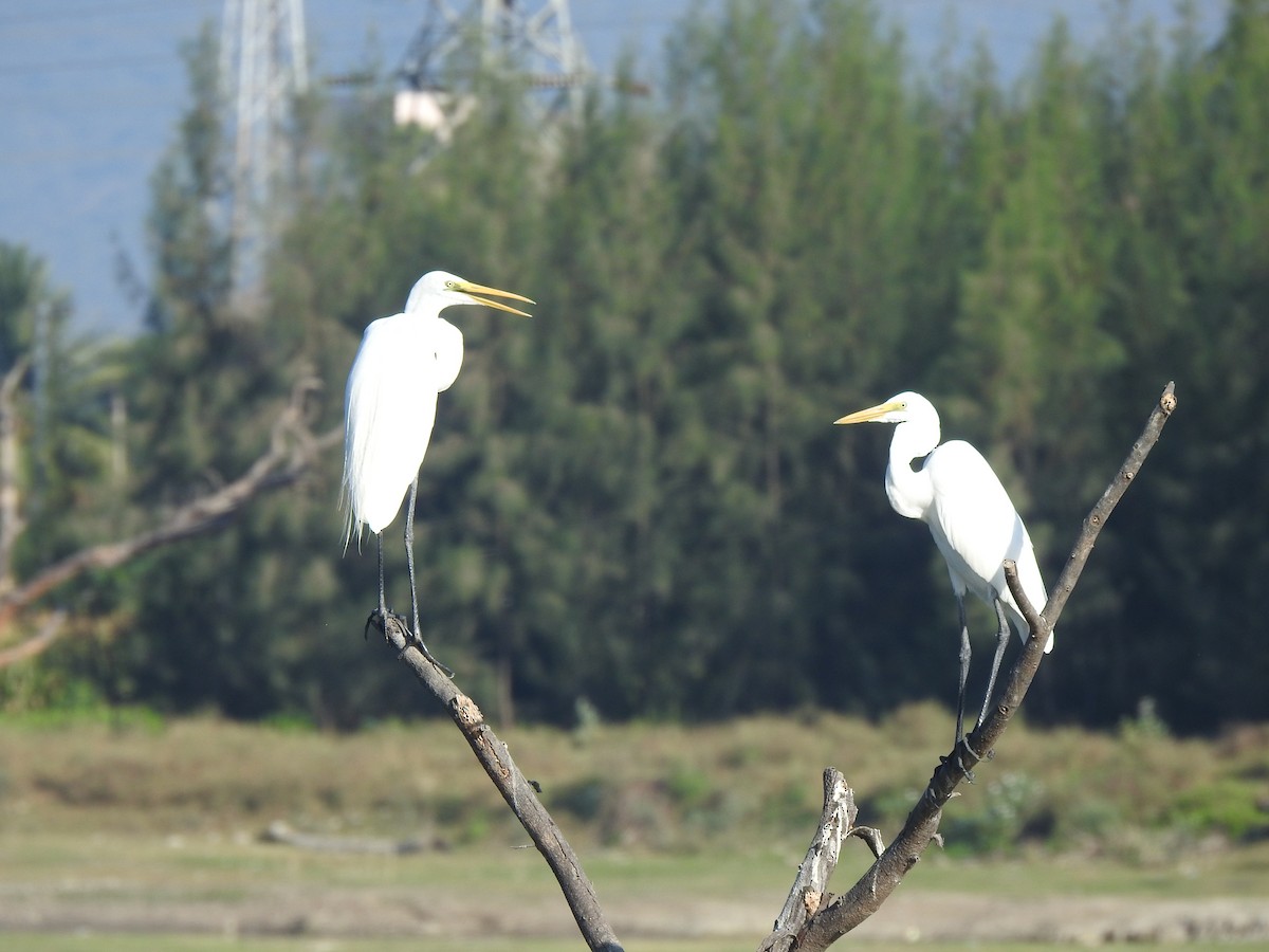 Great Egret - ML616926529