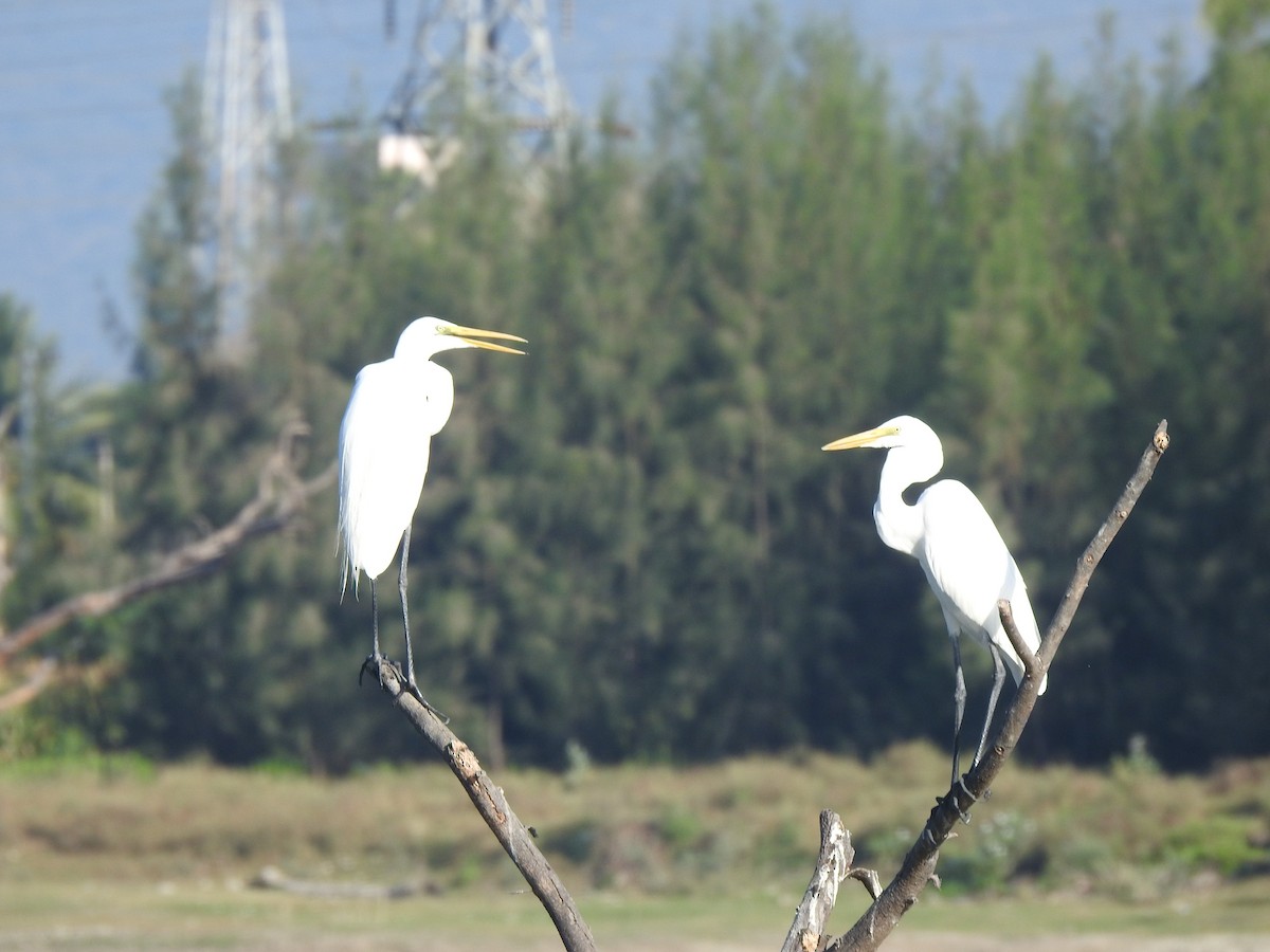 Great Egret - ML616926530