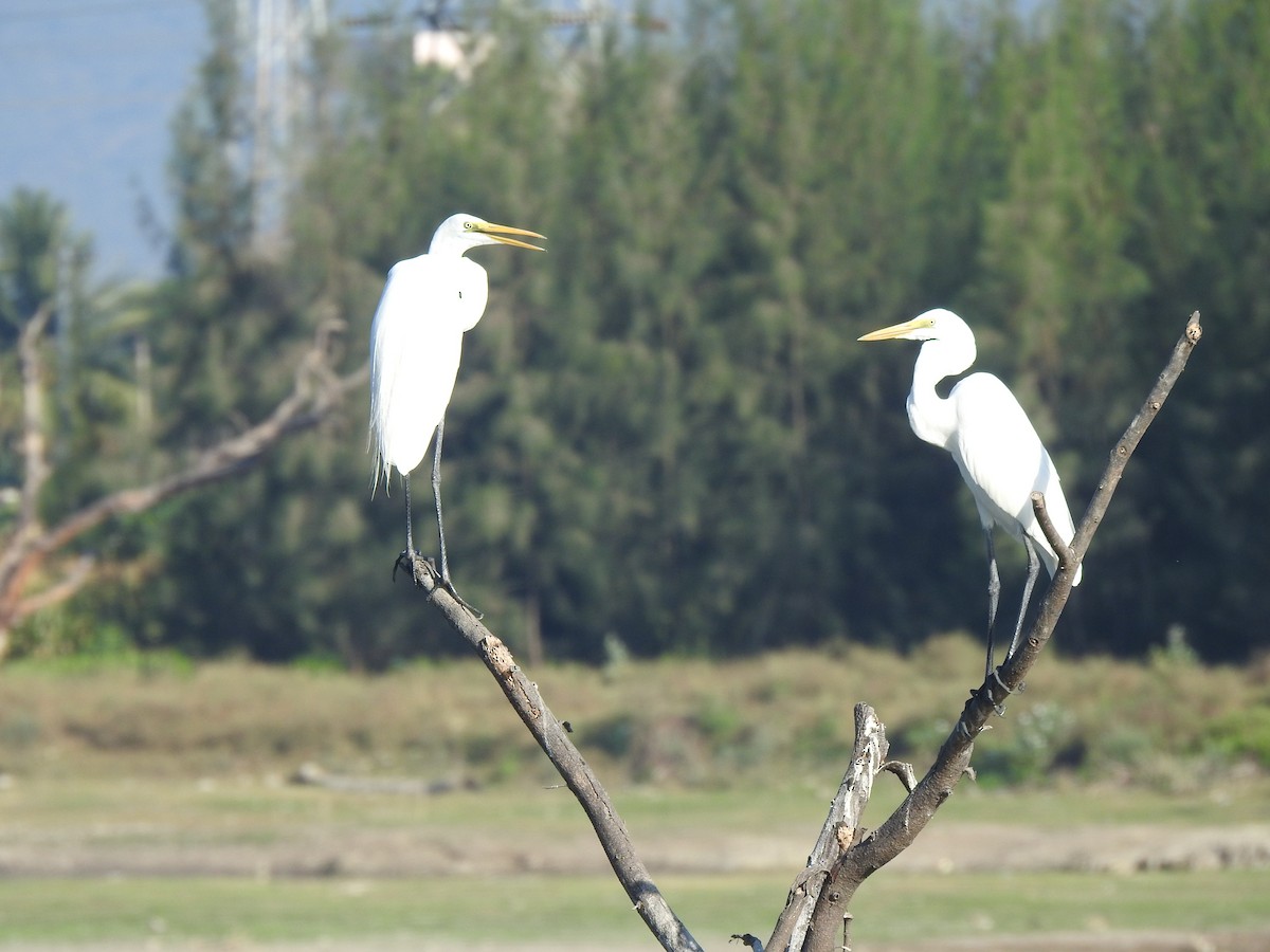 Great Egret - Angeline Mano M