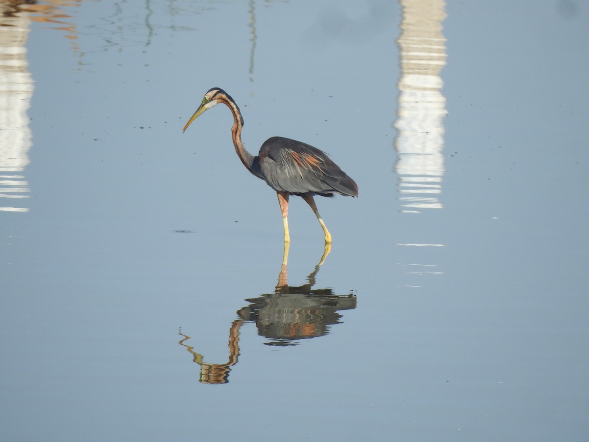 Purple Heron - ML616926546