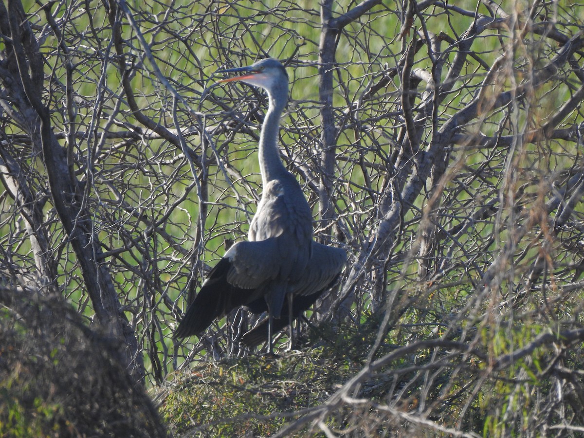 Gray Heron - ML616926550