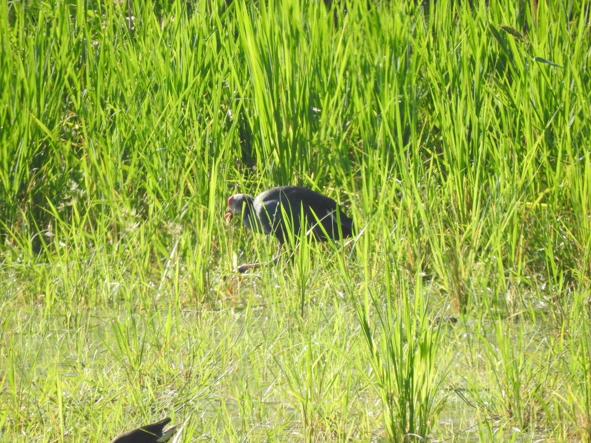 Gray-headed Swamphen - ML616926552