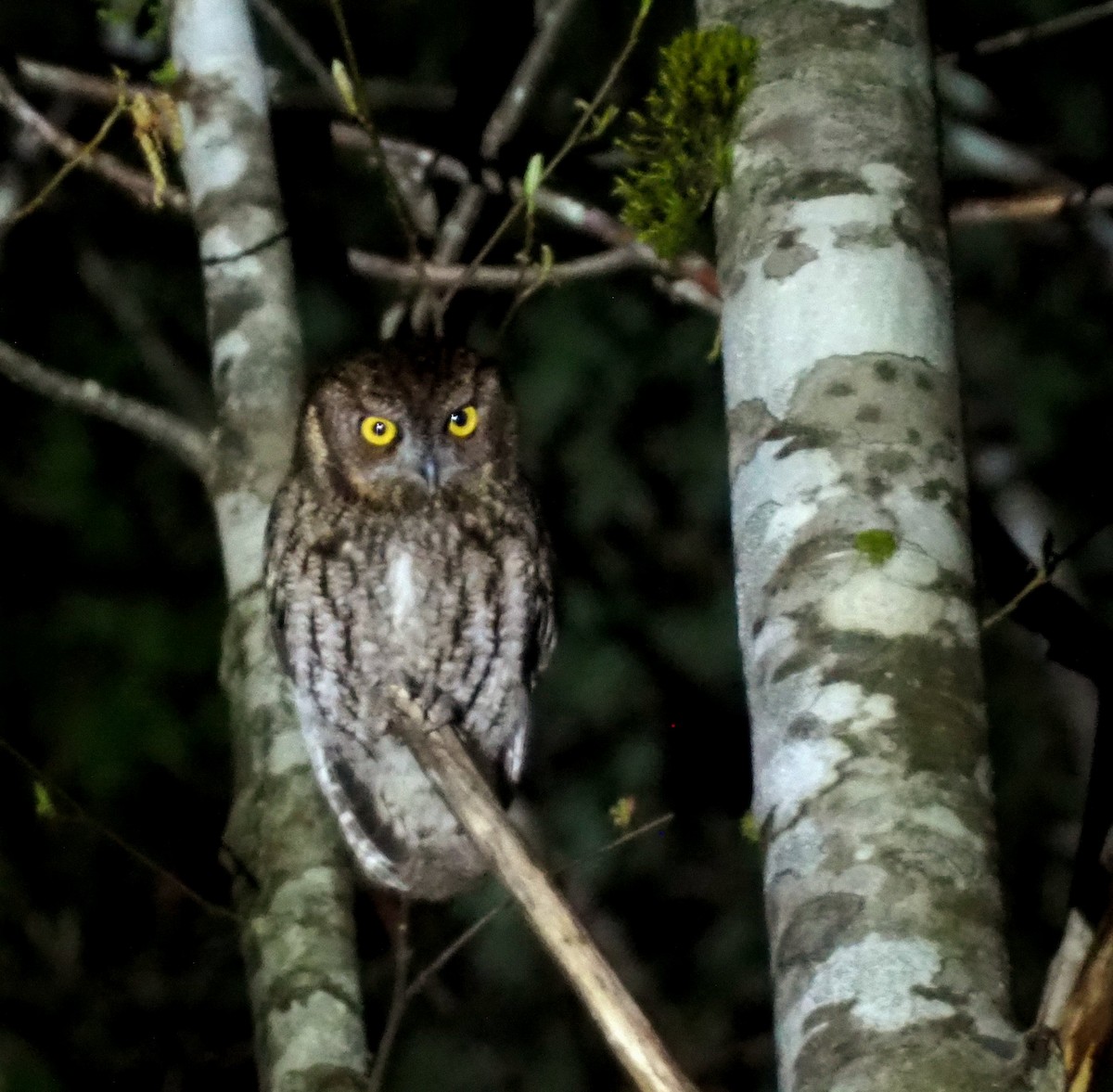 Western Screech-Owl - royann petrell