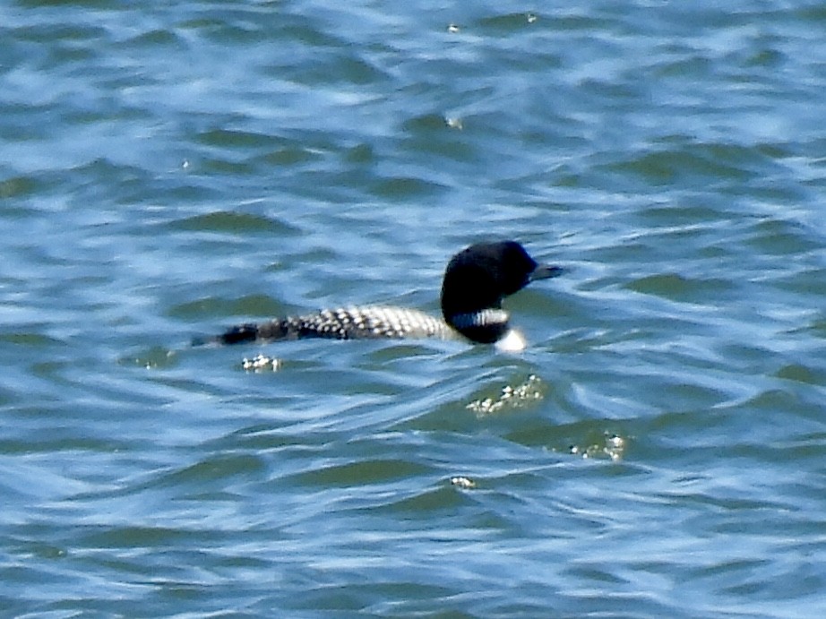 Common Loon - ML616926580