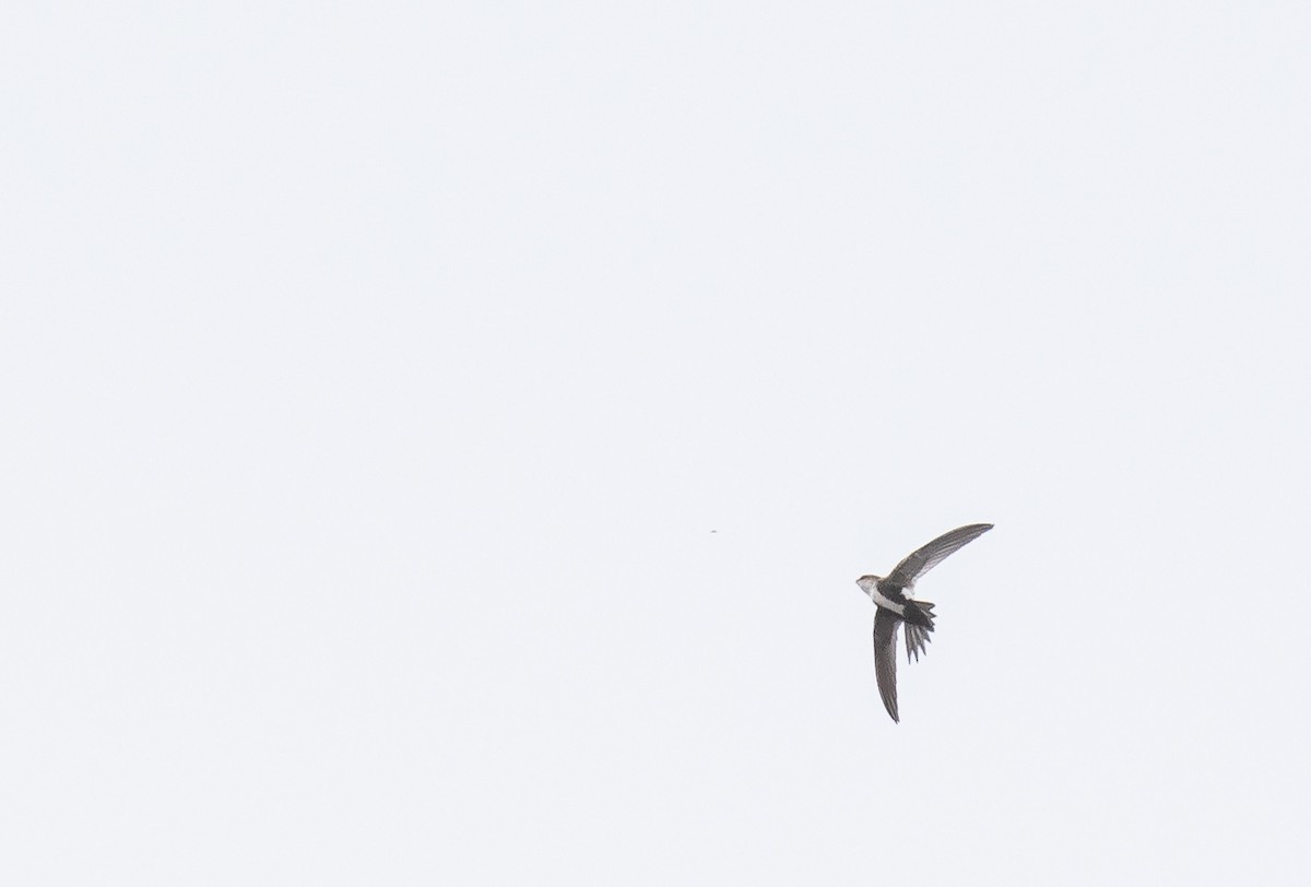 White-throated Swift - ML616926591