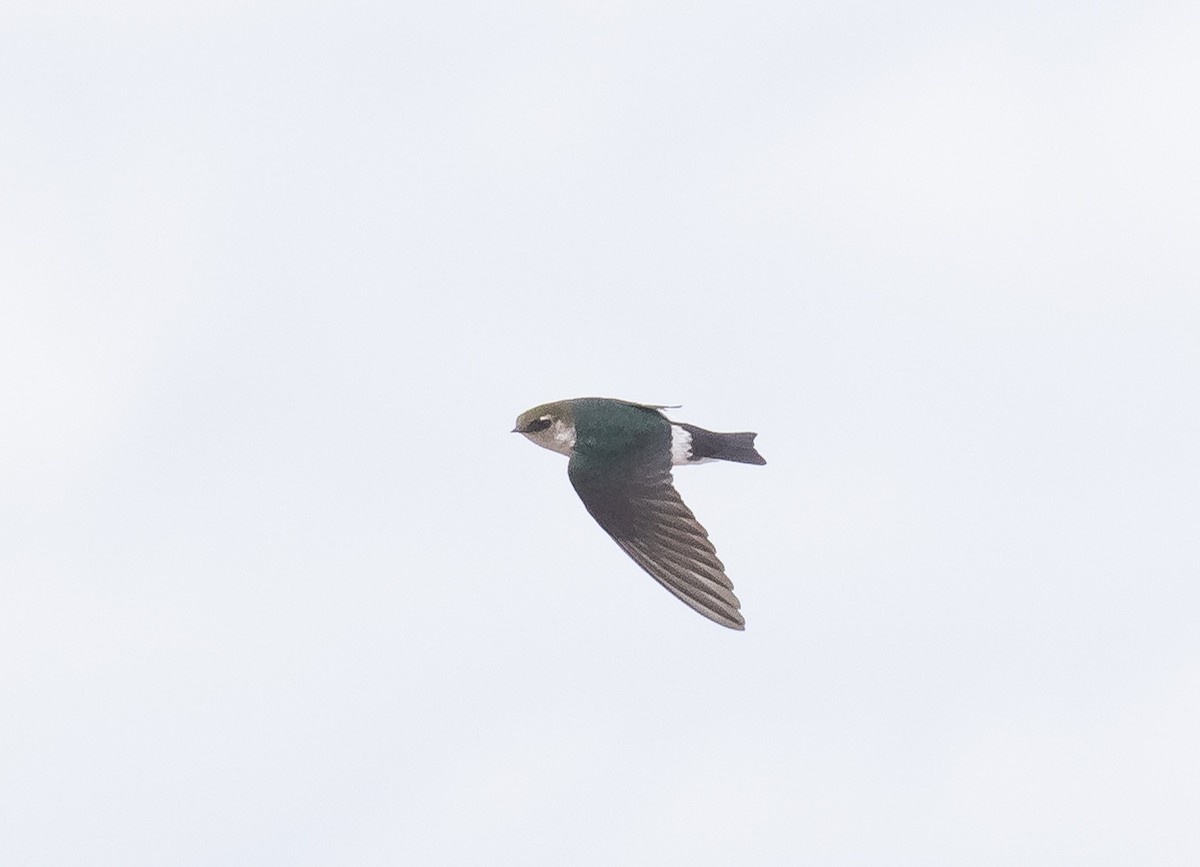 Violet-green Swallow - ML616926604