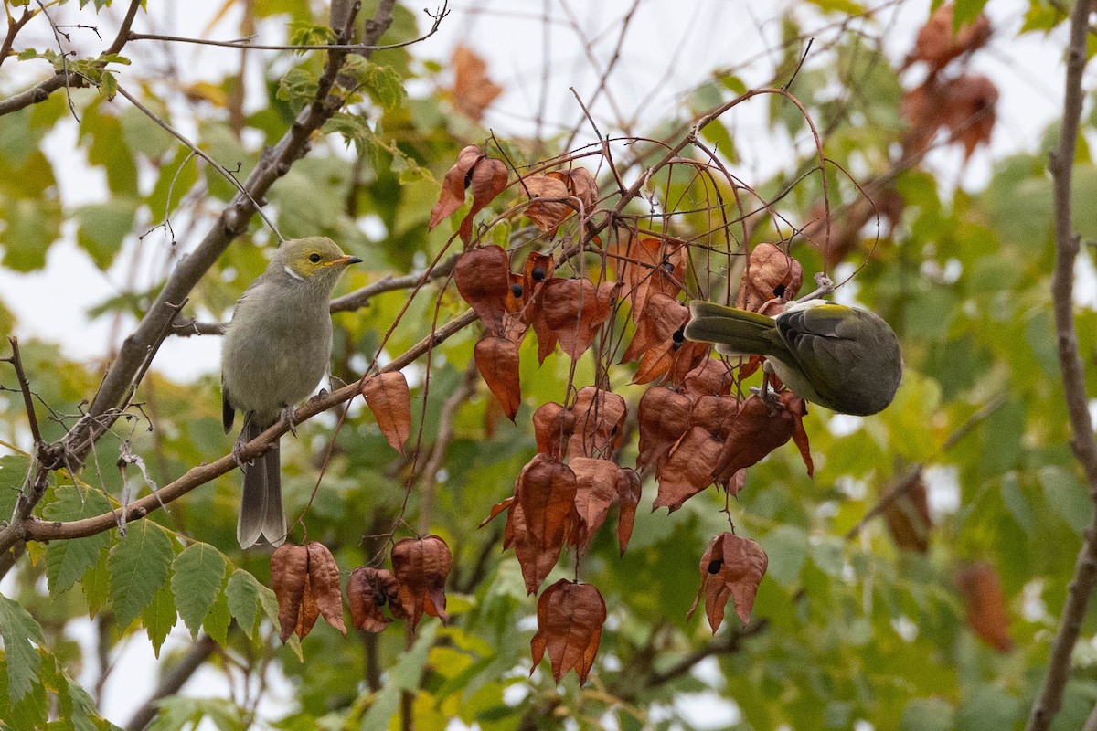 White-plumed Honeyeater - ML616926635