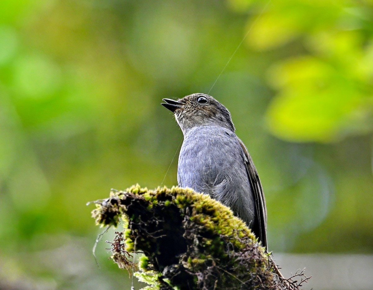 Rufous-vented Niltava - ML616926655