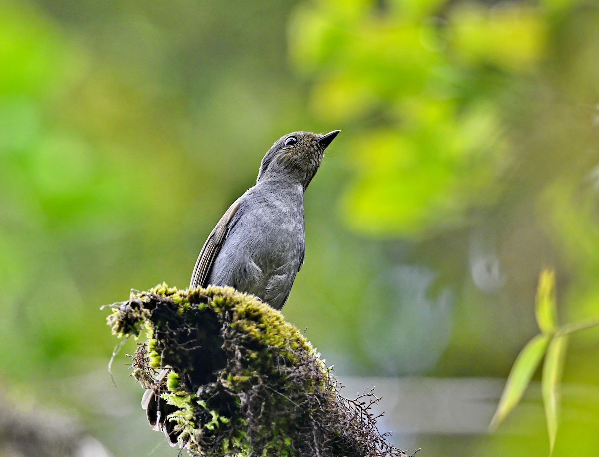 Rufous-vented Niltava - ML616926656