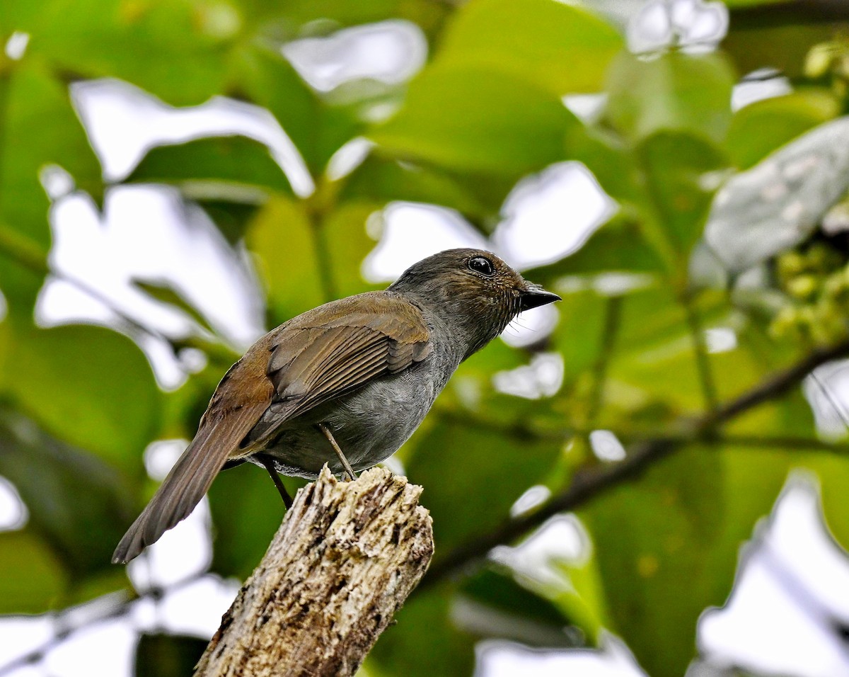 Rufous-vented Niltava - ML616926657