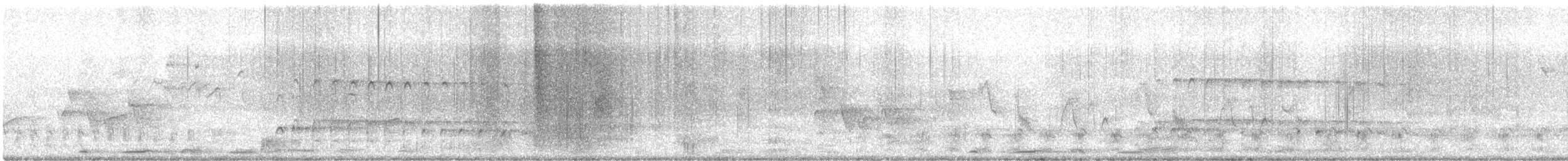 チュウシャクシギ（variegatus） - ML616926703