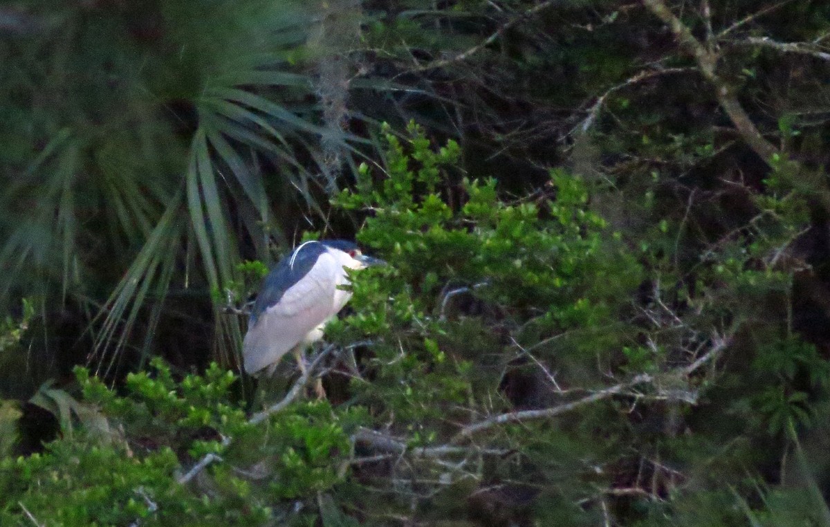 Black-crowned Night Heron - Tammy Hester