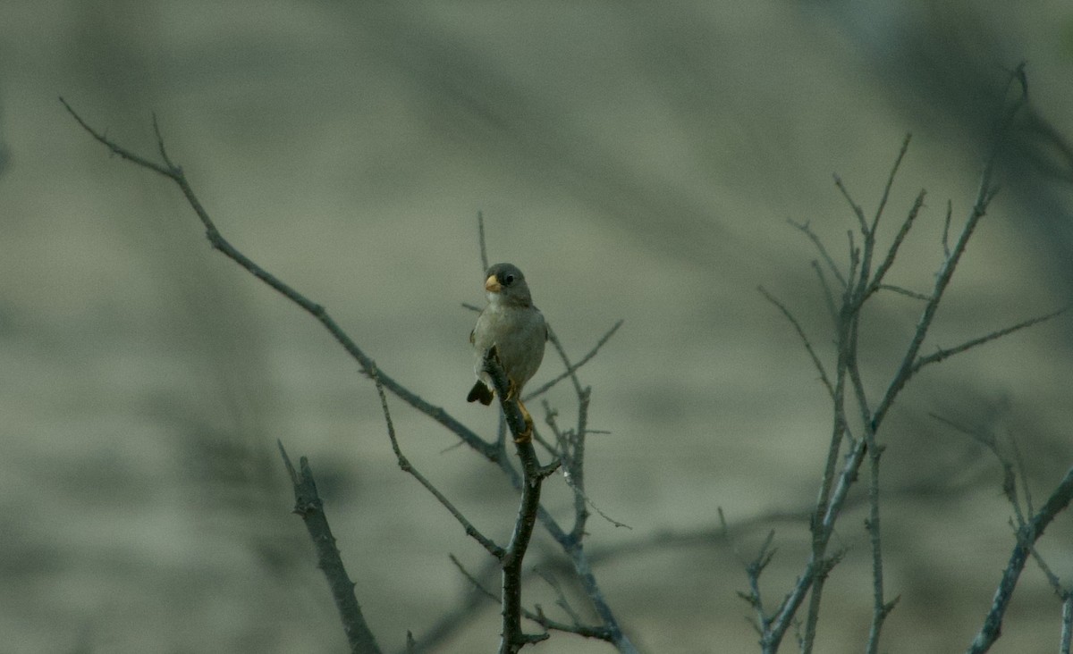 Cinereous Finch - ML616926744