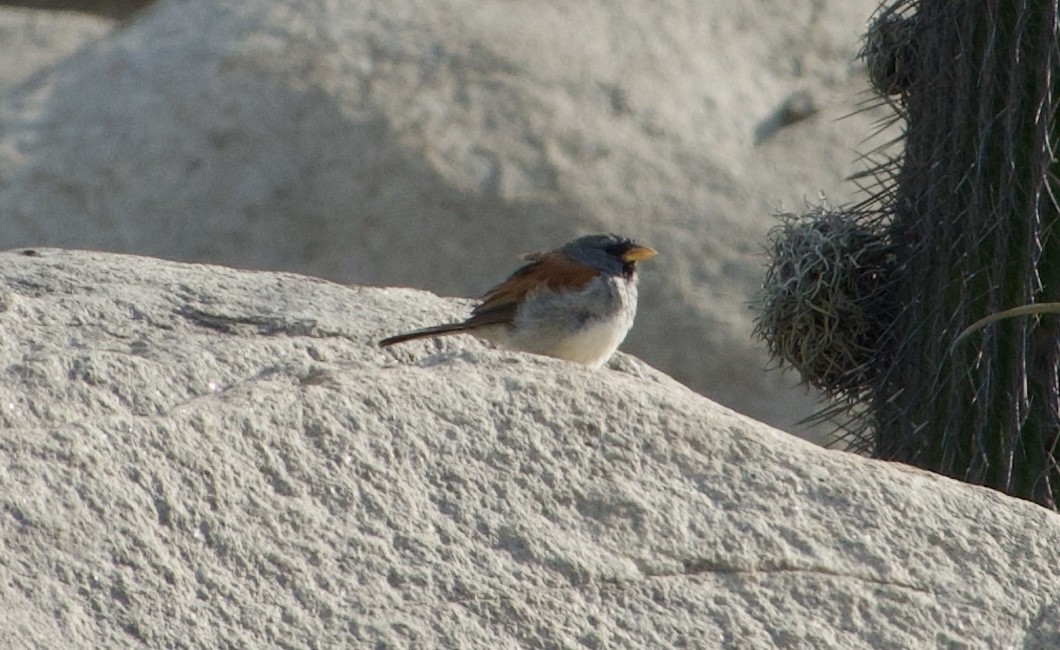 Great Inca-Finch - ML616926770