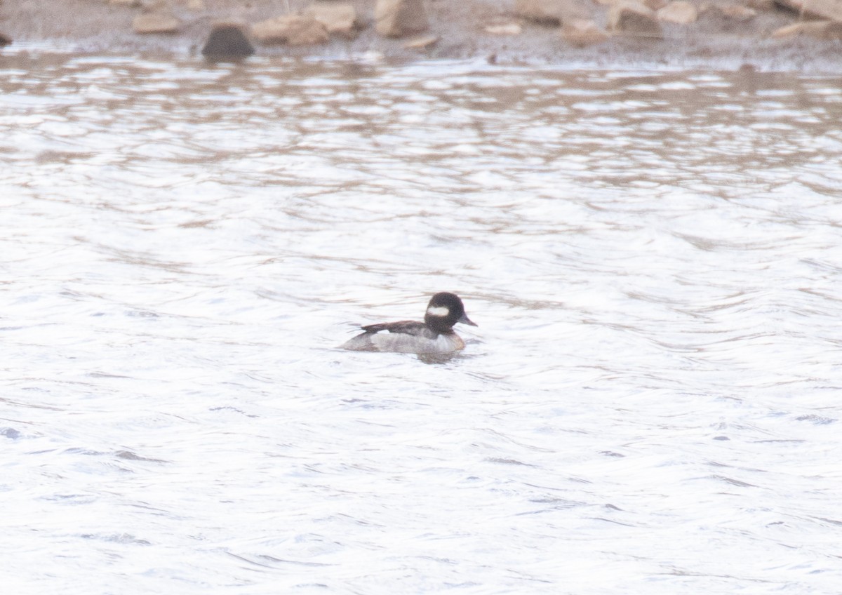 Bufflehead - ML616926790