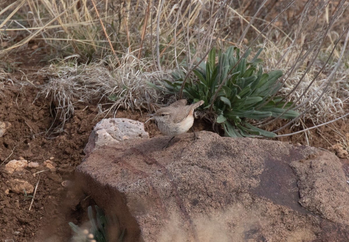 Rock Wren - ML616926792