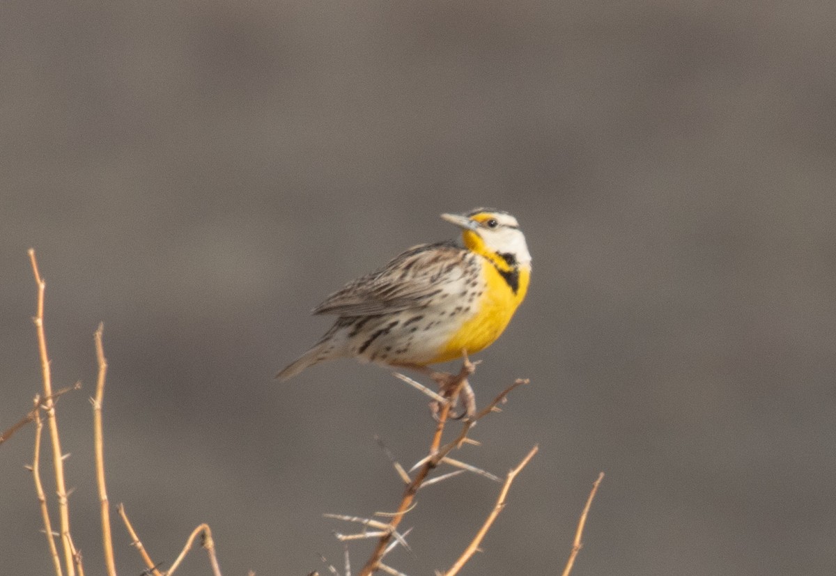 Chihuahuan Meadowlark - ML616926795