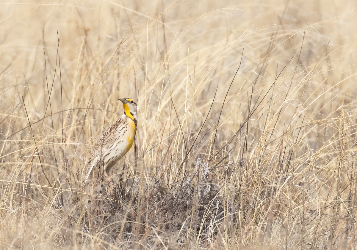 Chihuahuan Meadowlark - ML616926796