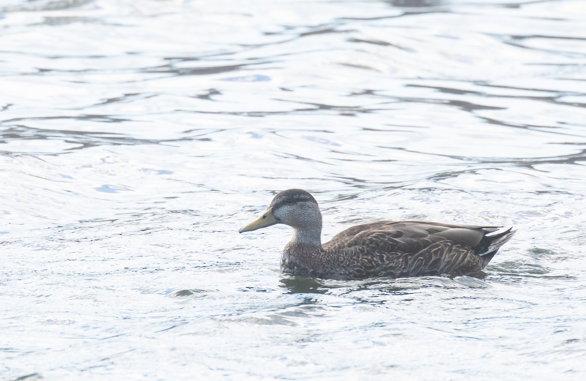 Mexican Duck - Liam Huber