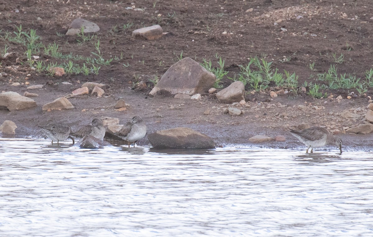 Long-billed Dowitcher - ML616926833