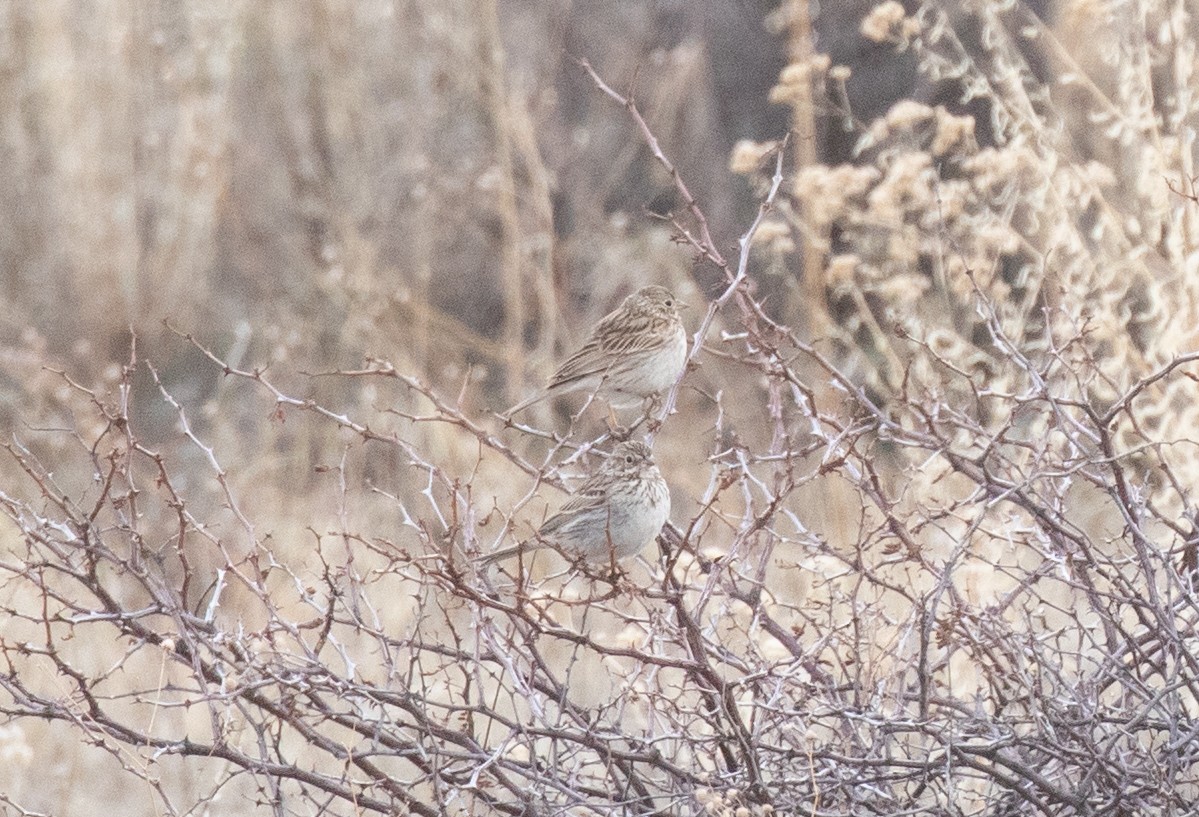 Vesper Sparrow - ML616926834