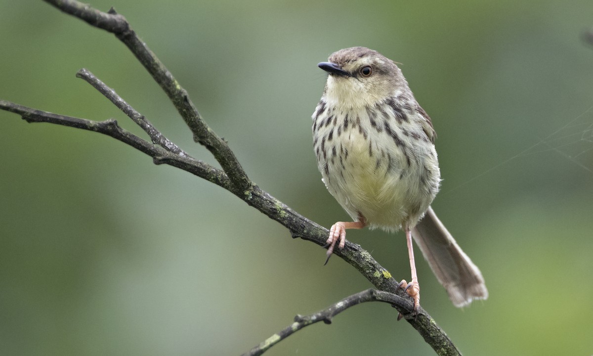 Prinia du Drakensberg - ML616926967