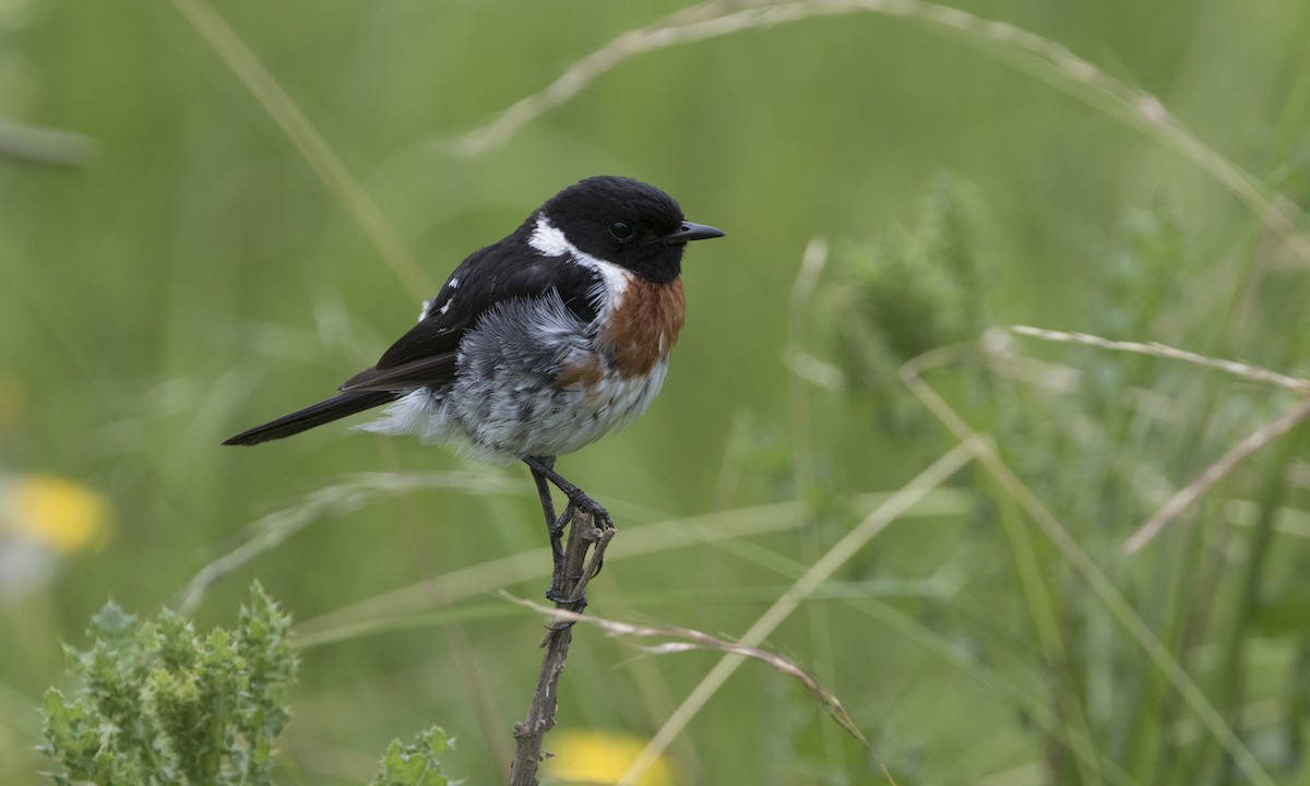 African Stonechat - Zak Pohlen