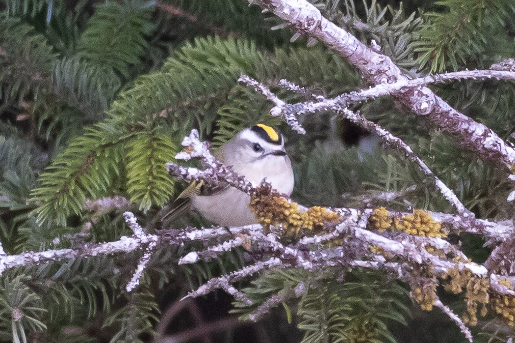 Golden-crowned Kinglet - ML616926998