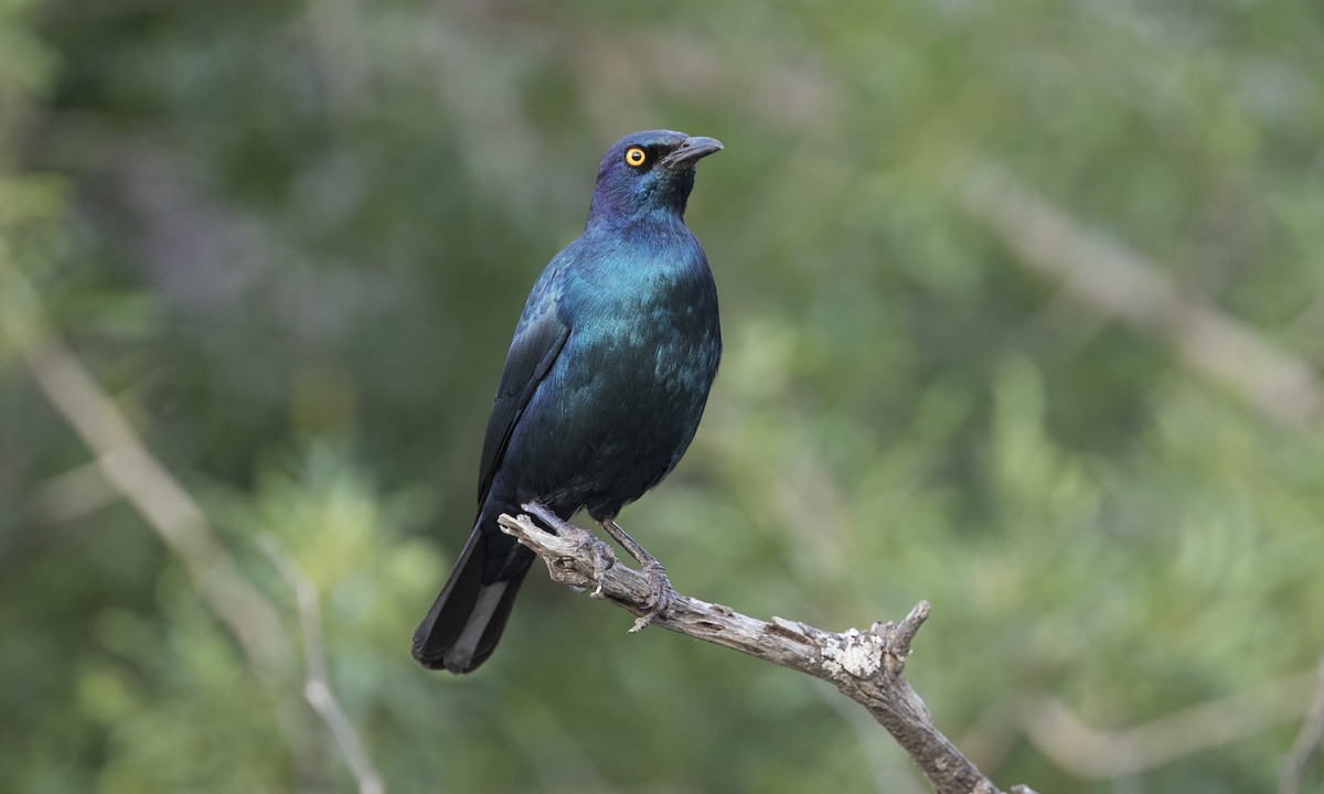 Cape Starling - ML616927003