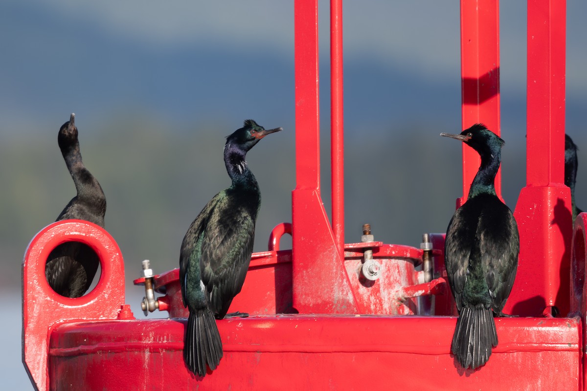 Pelagic Cormorant - Steve Heinl