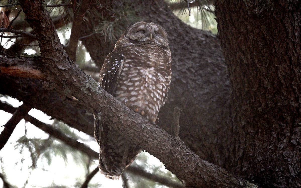 Spotted Owl - ML616927056