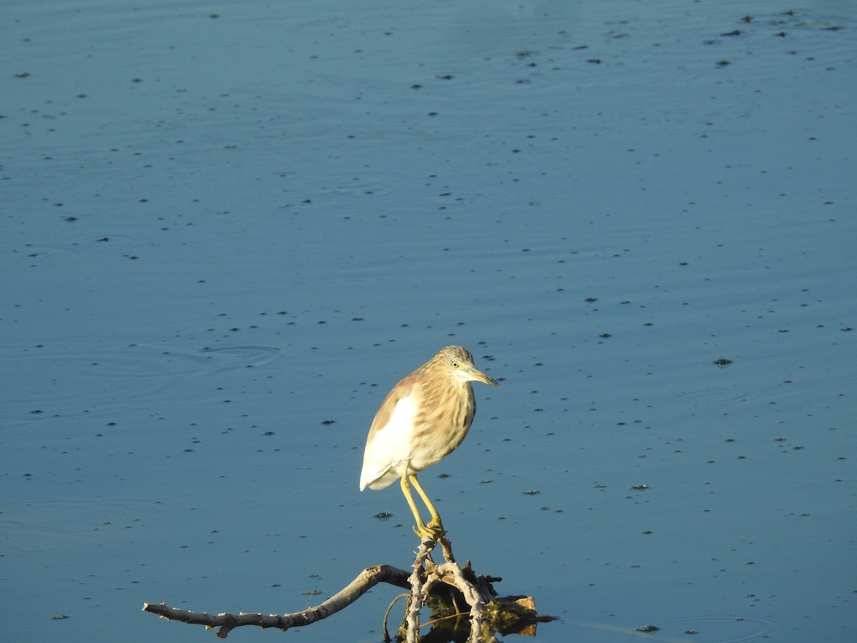 Indian Pond-Heron - ML616927059