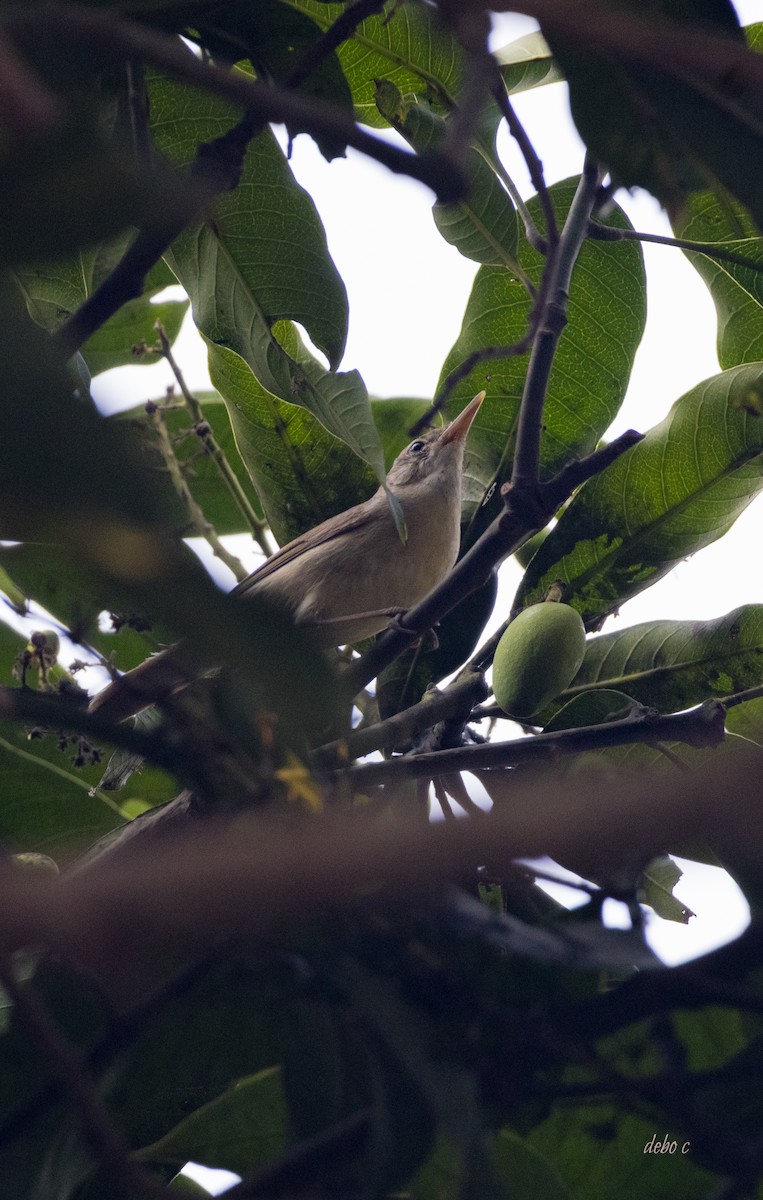 Large-billed Reed Warbler - Debojyoti Chakraborty