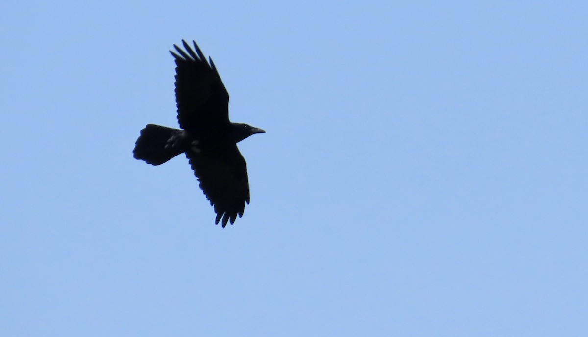 Common Raven - Petra Clayton