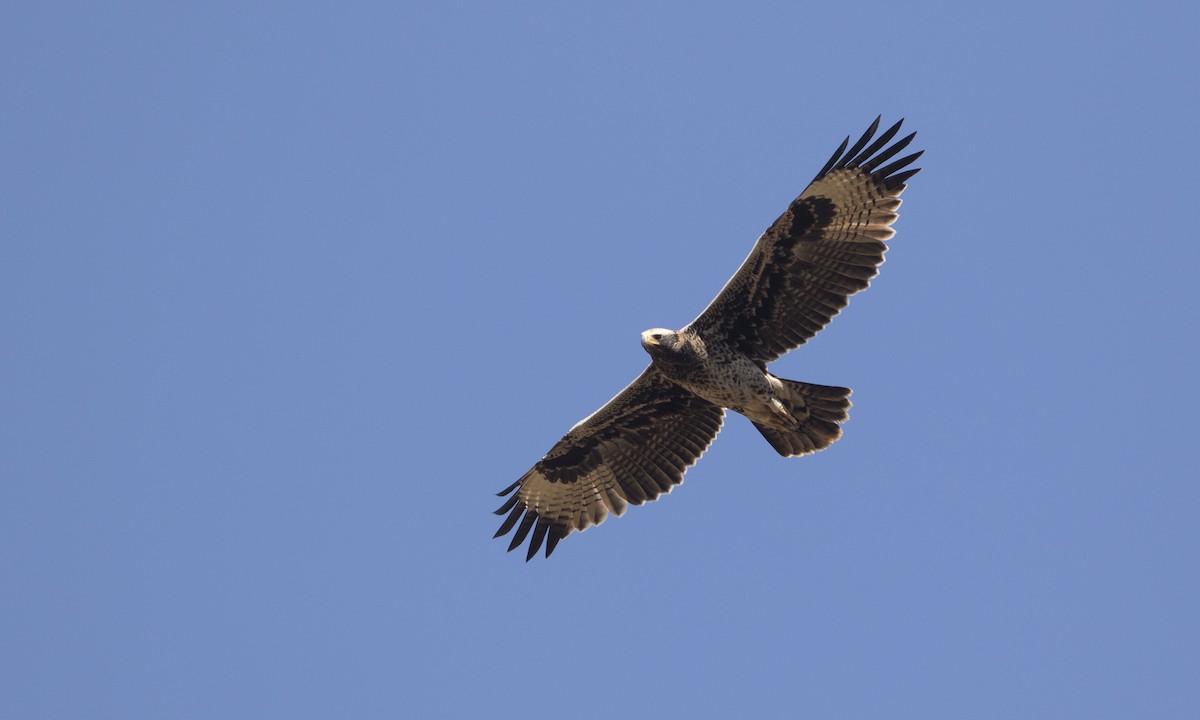 Verreaux's Eagle - ML616927162